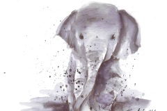 Elefant_Web
