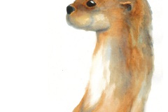 Otter_Web
