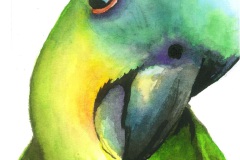 Papagei_Web