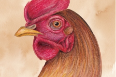 Postkarte_Henne