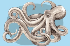 Postkarte_Oktopus_neu-1